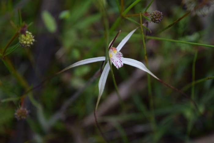 Caladenia - Orchid-spider-0009.JPG